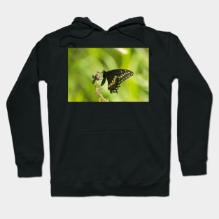 The Beetles And The Swallowtail Hoodie